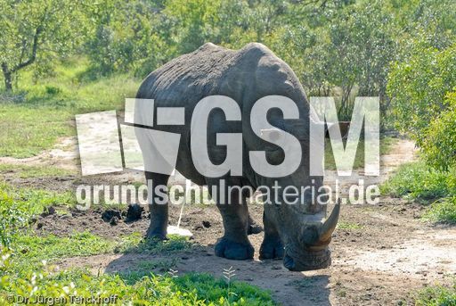 Breitmaulnashorn (18 von 28).jpg